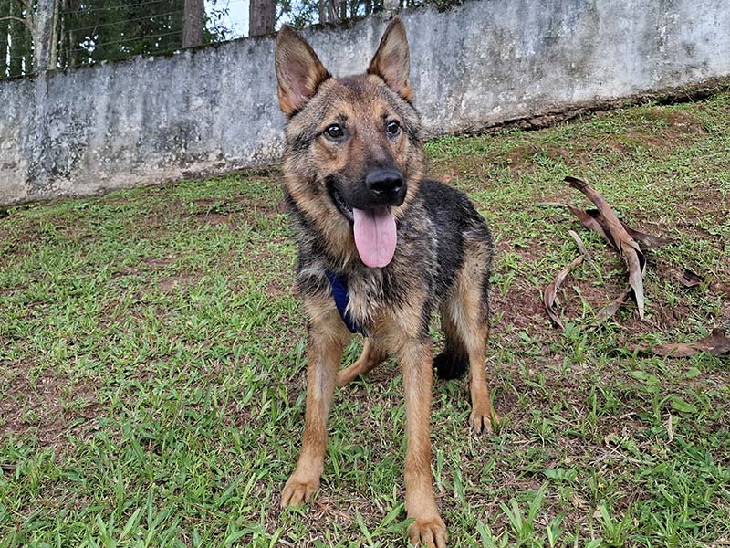 RINGO