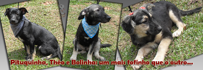 banner-pituquinha_theo_bolinha.jpg